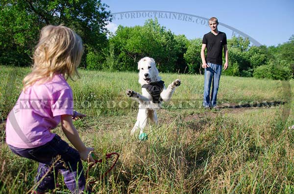 Golden Retriever Harness Comfortable for Walking