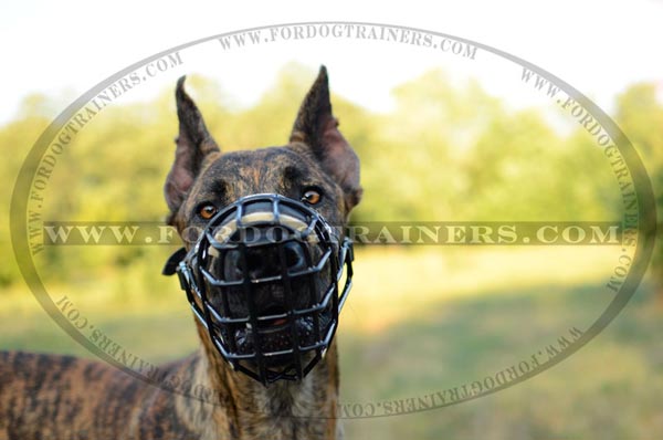 Great Dane winter wire muzzle