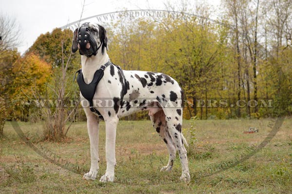 Strong Leather Muzzle for Great Dane