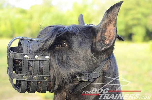 Leather Basket Riesenschnauzer Muzzle Super Strong