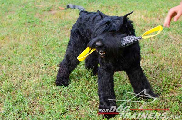 Durable French Linen Riesenshnauzer Bite Tug Training 