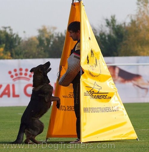 Schutzhund training
standart blind