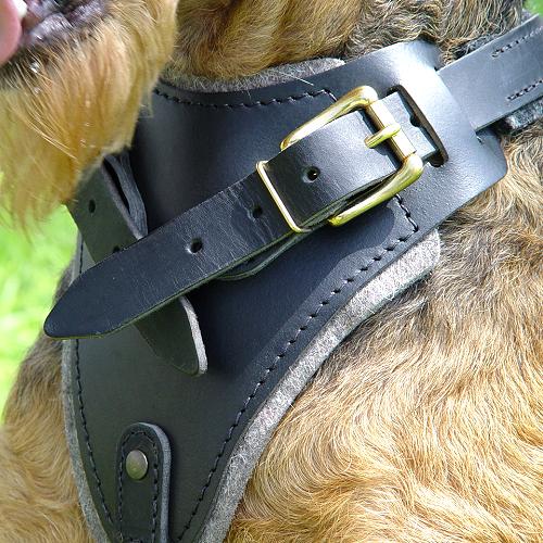 padded leather dog harness