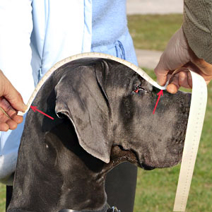 How to measure your Big Dog
