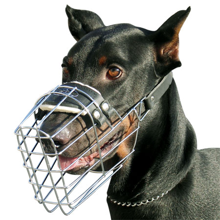 Doberman M9 muzzle