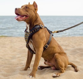 How to Choose a Dog Harness