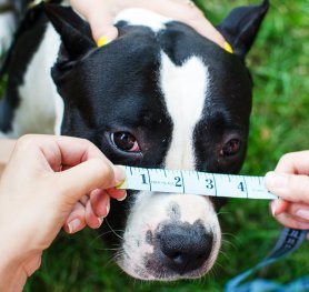 How to Measure Your Dog for Muzzle