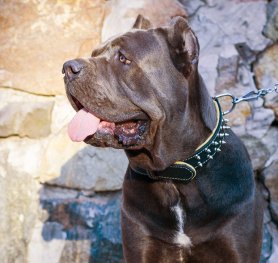 What You Need to Know about Cane Corso