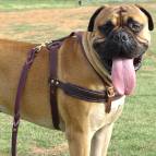 Agitation Leather Dog Harness For Bullmastiff